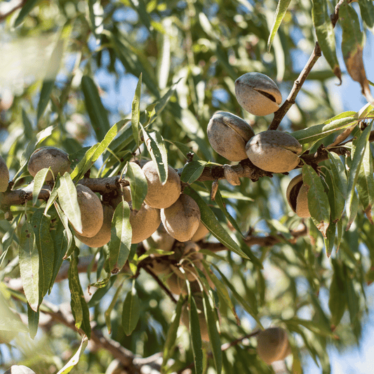 Afghani Almonds: A Premium Alternative to California Almonds