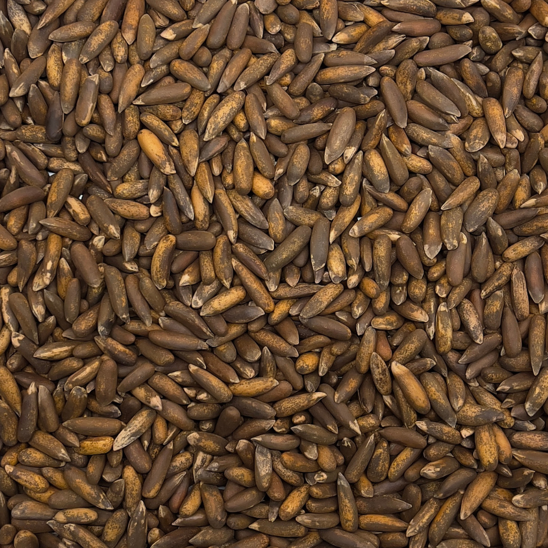 Pine Nuts (In Shell)