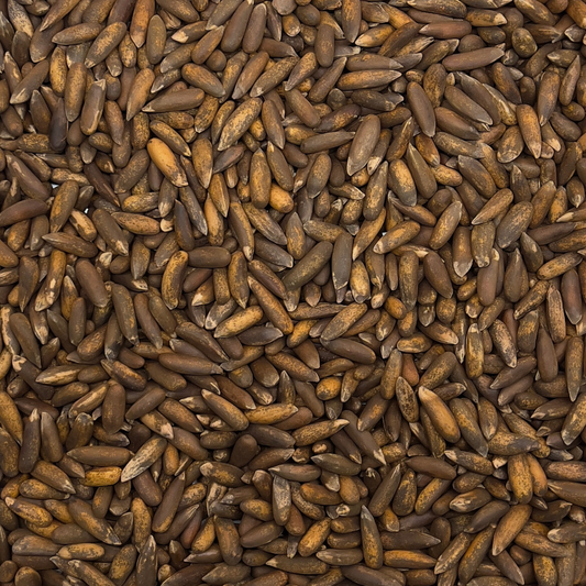 Pine Nuts (In Shell)